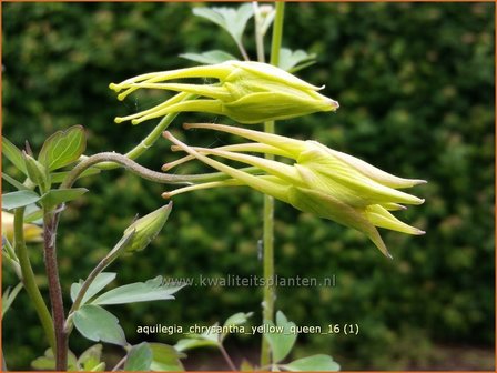 Aquilegia chrysantha &#039;Yellow Queen&#039; | Akelei | Langspornige Akelei