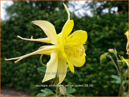 Aquilegia chrysantha &#039;Yellow Queen&#039; | Akelei | Langspornige Akelei