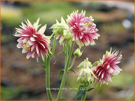 Aquilegia &#039;Nora Barlow&#039; | Akelei | Akelei