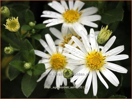 Aster ageratoides &#039;Ashvi&#039; | Aster | Ageratum-&auml;hnliche Aster