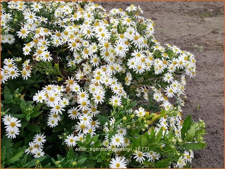 Aster ageratoides &#039;Ashvi&#039; | Aster | Ageratum-&auml;hnliche Aster