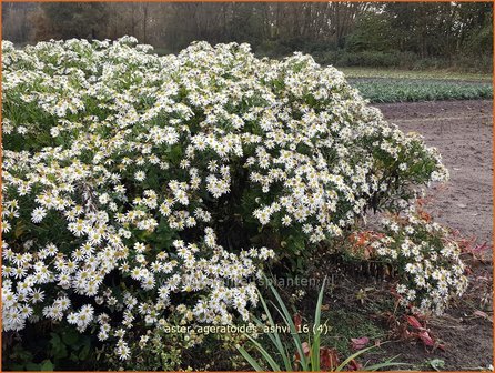 Aster ageratoides &#039;Ashvi&#039; | Aster | Ageratum-&auml;hnliche Aster