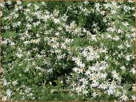 Aster divaricatus | Sneeuwsteraster, Bosaster, Aster | Waldaster