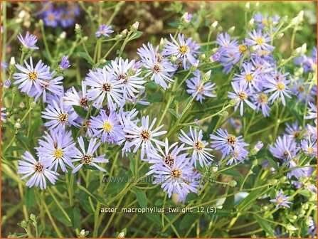 Aster macrophyllus &#039;Twilight&#039; | Aster | Gro&szlig;bl&auml;ttrige Aster