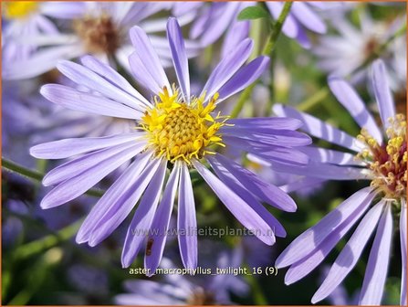 Aster macrophyllus &#039;Twilight&#039; | Aster | Gro&szlig;bl&auml;ttrige Aster