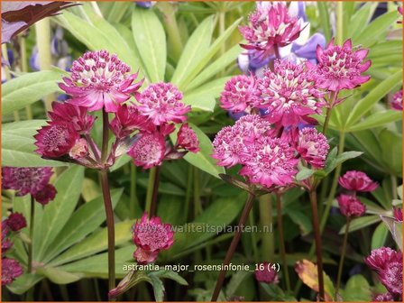 Astrantia major &#039;Rosensinfonie&#039; | Zeeuws knoopje, Groot sterrenscherm | Gro&szlig;e Sterndolde