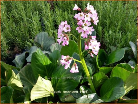 Bergenia &#039;Oeschberg&#039; | Schoenlappersplant, Olifantsoor | Bergenie