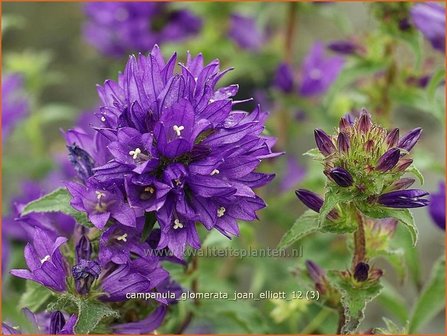 Campanula glomerata &#039;Joan Elliott&#039; | Kluwenklokje, Klokjesbloem | Kn&auml;uel-Glockenblume