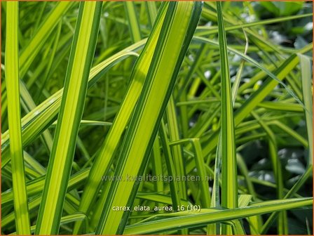 Carex elata &#039;Aurea&#039; | Stijve zegge, Zegge | Steife Segge