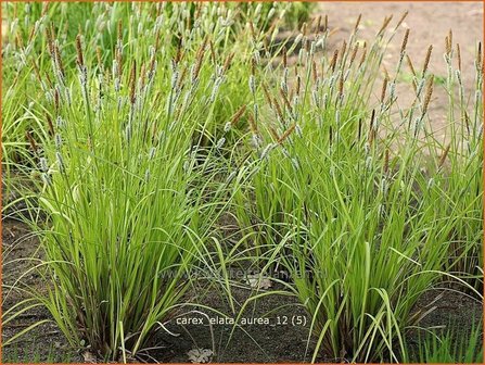 Carex elata &#039;Aurea&#039; | Stijve zegge, Zegge | Steife Segge