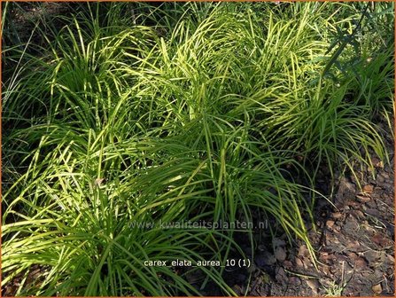 Carex elata &#039;Aurea&#039; | Stijve zegge, Zegge | Steife Segge