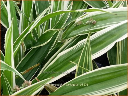 Carex siderosticha &#039;Variegata&#039; | Breedbladzegge, Zegge