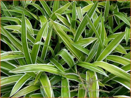 Carex siderosticha &#039;Variegata&#039; | Breedbladzegge, Zegge