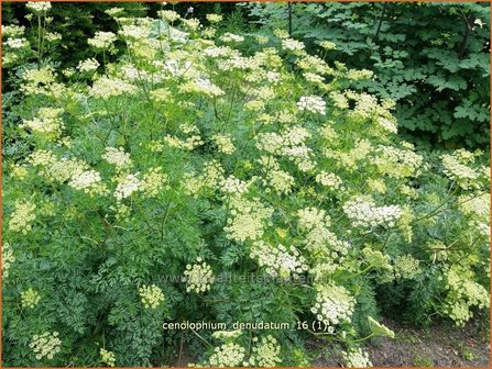 Cenolophium denudatum | Baltische peterselie | Baltische Petersilie