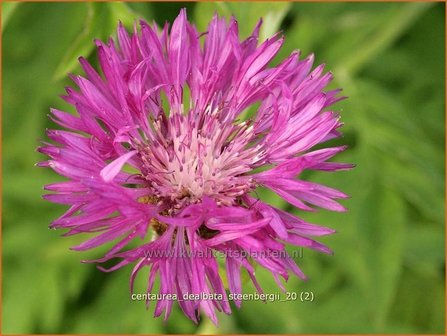 Centaurea dealbata &#039;Steenbergii&#039; | Korenbloem, Centaurie | Kaukasus-Flockenblume