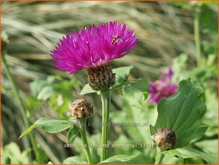 Centaurea dealbata &#039;Steenbergii&#039; | Korenbloem, Centaurie | Kaukasus-Flockenblume