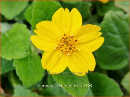 Chrysogonum virginianum &#039;Pierre&#039; | Goudkorfje | Virginia-Goldk&ouml;rbchen