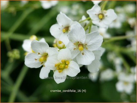 Crambe cordifolia | Zeekool | Herzbl&auml;ttriger Bl&uuml;tenkohl