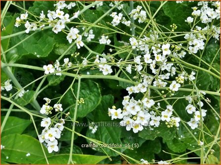 Crambe cordifolia | Zeekool | Herzbl&auml;ttriger Bl&uuml;tenkohl