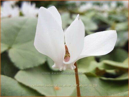 Cyclamen hederifolium &#039;Silver Leaf Album&#039; | Napolitaanse cyclaam, Cyclaam, Alpenviooltje, Tuincyclaam | Herbst-Al