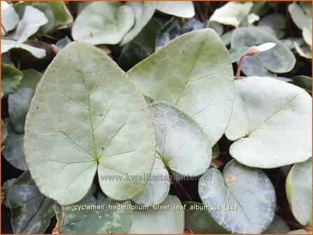 Cyclamen hederifolium &#039;Silver Leaf Album&#039; | Napolitaanse cyclaam, Cyclaam, Alpenviooltje, Tuincyclaam | Herbst-Al