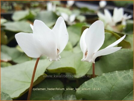 Cyclamen hederifolium &#039;Silver Leaf Album&#039; | Napolitaanse cyclaam, Cyclaam, Alpenviooltje, Tuincyclaam | Herbst-Al