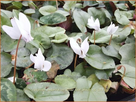 Cyclamen hederifolium &#039;Silver Leaf Album&#039; | Napolitaanse cyclaam, Cyclaam, Alpenviooltje, Tuincyclaam | Herbst-Al