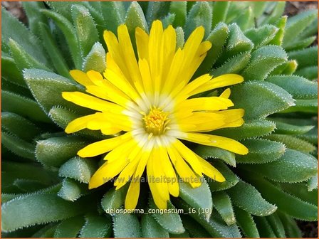 Delosperma congestum | IJsbloempje, IJsplant | Gedr&auml;ngte Mittagsblume