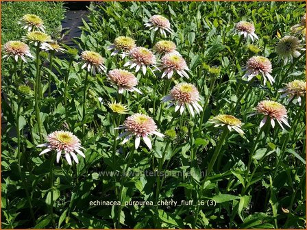 Echinacea purpurea &#039;Cherry Fluff&#039; | Zonnehoed | Roter Sonnenhut