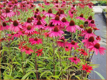 Echinacea purpurea &#039;Glowing Dream&#039; | Zonnehoed | Roter Sonnenhut