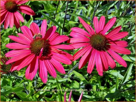 Echinacea purpurea &#039;Glowing Dream&#039; | Zonnehoed | Roter Sonnenhut