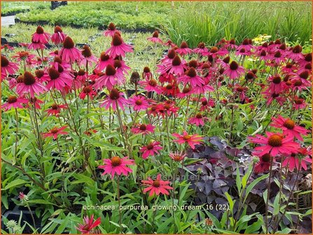 Echinacea purpurea &#039;Glowing Dream&#039; | Zonnehoed | Roter Sonnenhut