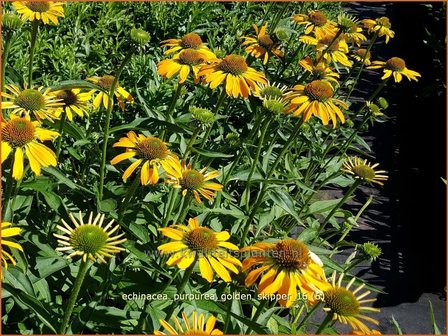 Echinacea purpurea &#039;Golden Skipper&#039; | Zonnehoed | Roter Sonnenhut