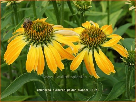 Echinacea purpurea &#039;Golden Skipper&#039; | Zonnehoed | Roter Sonnenhut