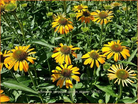 Echinacea purpurea &#039;Golden Skipper&#039; | Zonnehoed | Roter Sonnenhut