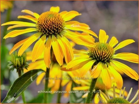 Echinacea purpurea &#039;Golden Skipper&#039; | Zonnehoed | Roter Sonnenhut