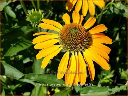 Echinacea purpurea &#039;Golden Skipper&#039; | Zonnehoed | Roter Sonnenhut