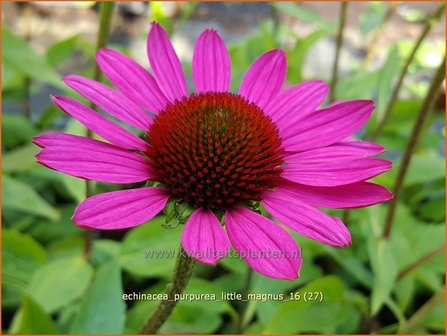 Echinacea purpurea &#039;Little Magnus&#039; | Zonnehoed | Roter Sonnenhut