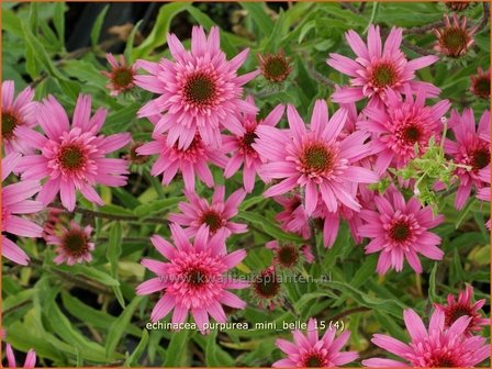 Echinacea purpurea &#039;Mini Belle&#039; | Zonnehoed | Roter Sonnenhut