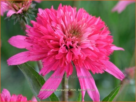 Echinacea purpurea &#039;Mini Belle&#039; | Zonnehoed | Roter Sonnenhut