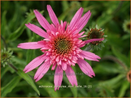 Echinacea purpurea &#039;Mini Belle&#039; | Zonnehoed | Roter Sonnenhut