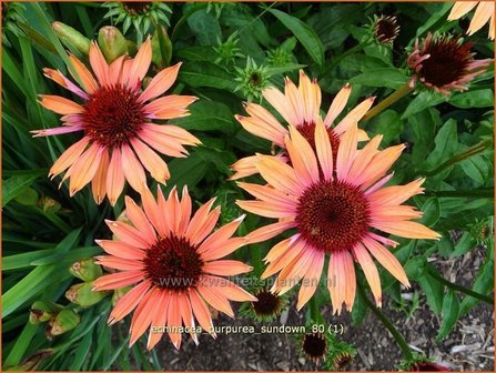 Echinacea purpurea &#039;Sundown&#039; | Zonnehoed | Roter Sonnenhut