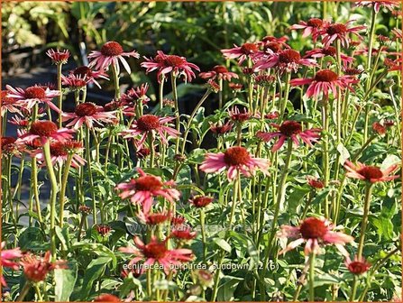 Echinacea purpurea &#039;Sundown&#039; | Zonnehoed | Roter Sonnenhut