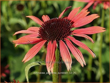 Echinacea purpurea &#039;Sundown&#039; | Zonnehoed | Roter Sonnenhut