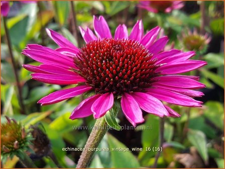 Echinacea purpurea &#039;Vintage Wine&#039; | Zonnehoed | Roter Sonnenhut