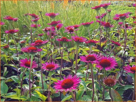 Echinacea purpurea &#039;Vintage Wine&#039; | Zonnehoed | Roter Sonnenhut