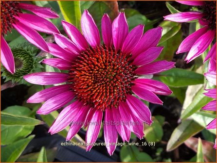 Echinacea purpurea &#039;Vintage Wine&#039; | Zonnehoed | Roter Sonnenhut