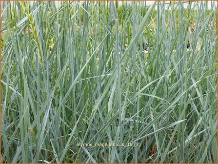 Elymus magellanicus | Hondstarwegras | Magellangras