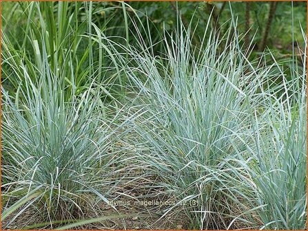 Elymus magellanicus | Hondstarwegras | Magellangras