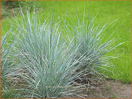 Elymus magellanicus | Hondstarwegras | Magellangras